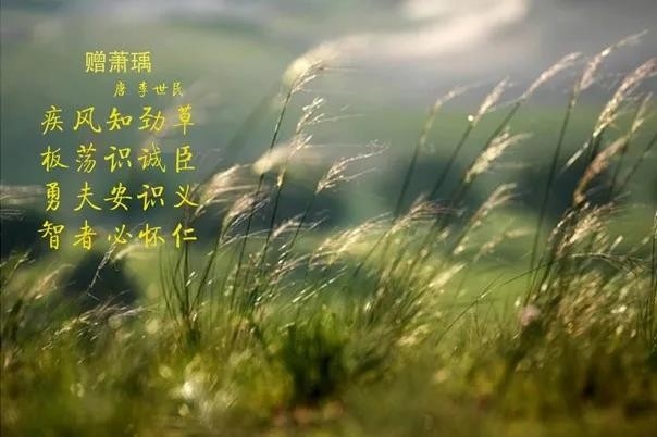 花花牛 | 疾風來臨，你是不是勁草？